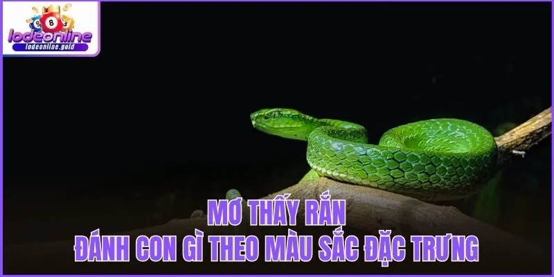 Mơ thấy rắn đánh con gì theo màu sắc đặc trưng