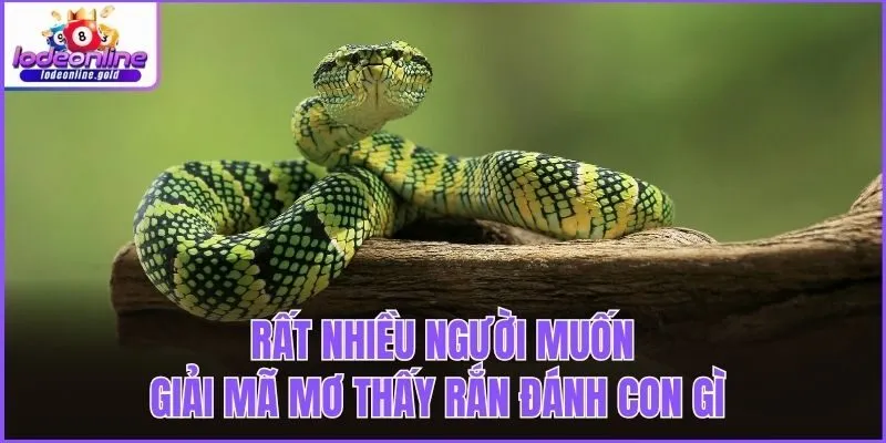 Rất nhiều người muốn giải mã mơ thấy rắn đánh con gì
